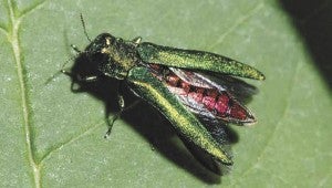 Emerald ash borer with wings open -- Jeff Hahn, University of Minnesota Extension