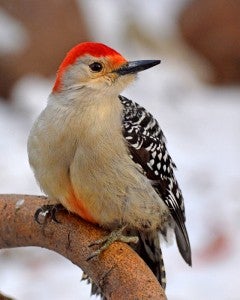 Darcy Sime of Alden took this photo of a red-bellied woodpecker.