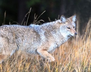 Myrna Pearman of Red Deer took this photo of a coyote.