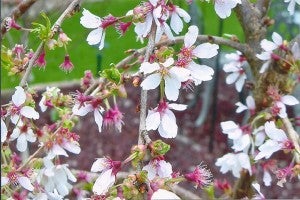 Carol Hegel Lang took this photo of her weeping cherry tree, which is one of the earliest blooming things in her spring garden.