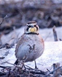 This photo of one of many horned larks on rural roadsides is by Darcy Sime of Alden.