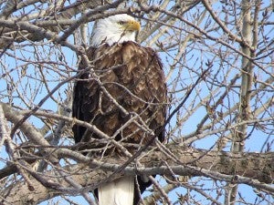 Karen Boss took this picture of an eagle March 26 near Burger King in Albert Lea. To enter Brandi’s Photo Contest, submit up to two photos with captions that you took by Thursday each week. Send them to daily@albertleatribune.com, mail them in or drop off a print at the Tribune office. The winner is printed in the Albert Lea Tribune and AlbertLeaTribune.com each Sunday. If you have questions, call Brandi Hagen at 379-3436.         