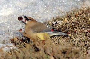 Photo of a cedar waxwing tossing a berry into the air before eating it by Julie Bronson of Glenville.
