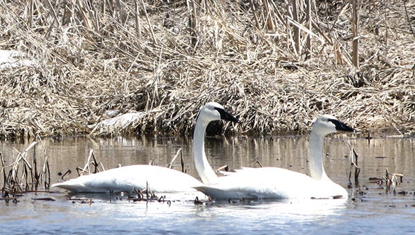 Kathy Sheehan took this of trumpeter swans. To enter Brandi’s Photo Contest, submit up to two photos with captions that you took by Thursday each week. Send them to daily@albertleatribune.com, mail them in or drop off a print at the Tribune office. The winner is printed in the Albert Lea Tribune and AlbertLeaTribune.com each Sunday. If you have questions, call Brandi Hagen at 379-3436.