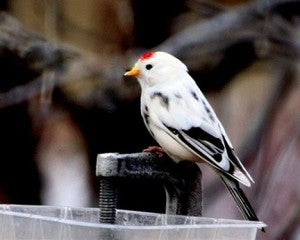 Norm Emerson of St. James took this photo of a leucistic redpoll.