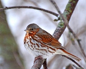 Photo of a fox sparrow by Darcy Sime of Alden.