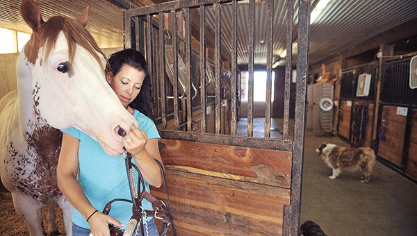 Jodie Distad, owner of Broadway Farms south of Albert Lea, puts a halter on Oh Y Not before bringing the paint out of his stall.