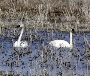 Susan Kapaun of Albert Lea took this photo of swans by Stateline Road on April 28. To enter Brandi’s Photo Contest, submit up to two photos with captions that you took by Thursday each week. Send them to daily@albertleatribune.com, mail them in or drop off a print at the Tribune office. The winner is printed in the Albert Lea Tribune and AlbertLeaTribune.com each Sunday. If you have questions, call Brandi Hagen at 379-3436.