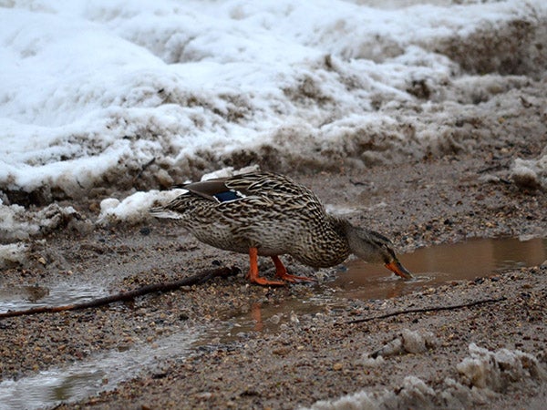 Anne Hoelz took this photo in Albert Lea. She titled it "Thirsty Duck." To enter Brandi’s Photo Contest, submit up to two photos with captions that you took by Thursday each week. Send them to daily@albertleatribune.com, mail them in or drop off a print at the Tribune office. The winner is printed in the Albert Lea Tribune and AlbertLeaTribune.com each Sunday. If you have questions, call Brandi Hagen at 379-3436. -- Submitted