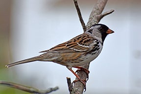 Photo of a Harris’s sparrow by Darcy Sime of Alden.