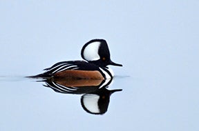 Photo of a hooded merganser by Darcy Sime of Alden.