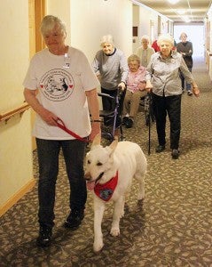 Therapy dog Willie and his owner Lori Ashleson lead a walking club at Oak Park Place.