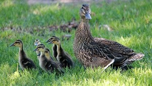 Krystal Lunning took this photo of a mother duck and her ducklings. To enter Brandi’s Photo Contest, submit up to two photos with captions that you took by Thursday each week. Send them to daily@albertleatribune.com, mail them in or drop off a print at the Tribune office. The winner is printed in the Albert Lea Tribune and AlbertLeaTribune.com each Sunday. If you have questions, call Brandi Hagen at 379-3436. -- Submitted