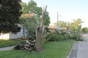 A tree fell in the yard of Steve Prange's home at 295 First Ave. SE in Wells, with limbs landing on the roof and front wall. -- Tim Engstrom/Albert Lea Tribune