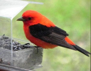 Photo of a scarlet tanager by Al Batt.