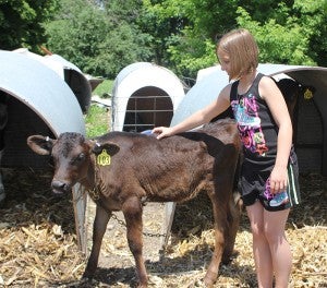 Makenna Jacobs pets her calf at her family’s farm near Conger. --Quinn Andersen/Albert Lea Tribune