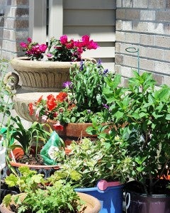 Flowers are lined up outside Hazel Senske’s home on Monday. One of Senske’s hobbies is  gardening.