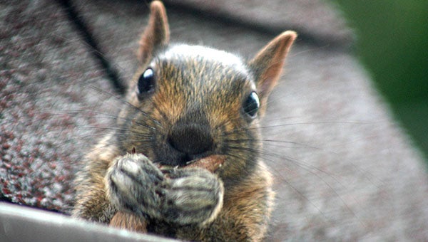 Brandy Erb-Hensche submitted this photo of a squirrel that she titled “Snack Time.” 
