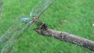 Delaney Luttrell took this photo of a dragonfly. She captioned it, “Just hanging out.” To enter Brandi’s Photo Contest, submit up to two photos with captions that you took by Thursday each week. Send them to daily@albertleatribune.com, mail them in or drop off a print at the Tribune office. The winner is printed in the Albert Lea Tribune and AlbertLeaTribune.com each Sunday. If you have questions, call Brandi Hagen at 379-3436.