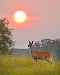 Darcy Sime took this photo titled “Doe at Sunset.” She took it at Myre-Big Island State Park. To enter Brandi’s Photo Contest, submit up to two photos with captions that you took by Thursday each week. Send them to daily@albertleatribune.com, mail them in or drop off a print at the Tribune office. The winner is printed in the Albert Lea Tribune and AlbertLeaTribune.com each Sunday. If you have questions, call Brandi Hagen at 379-3436. 
