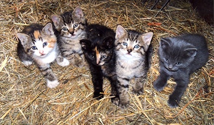 LaRae Cassens took this photo of these kittens named Socks, Kirby, Bear, Herbie and Smudge. She captioned it, “Hello World.” To enter Brandi’s Photo Contest, submit up to two photos with captions that you took by Thursday each week. Send them to daily@albertleatribune.com, mail them in or drop off a print at the Tribune office. The winner is printed in the Albert Lea Tribune and AlbertLeaTribune.com each Sunday. If you have questions, call Brandi Hagen at 379-3436. --Submitted