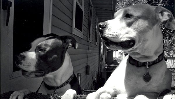 Holly and Tyler Krogstad of Albert Lea submitted this photo of their dogs Conan and Chopper. The Krogstad's wrote, "Conan and Chopper standing to greet Logan." To enter Brandi’s Photo Contest, submit up to two photos with captions that you took by Thursday each week. Send them to daily@albertleatribune.com, mail them in or drop off a print at the Tribune office. The winner is printed in the Albert Lea Tribune and AlbertLeaTribune.com each Sunday. If you have questions, call Brandi Hagen at 379-3436. -- Submitted