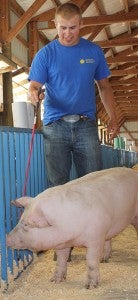 Jacob Sorensen guides a pig last week during the Freeborn County Fair. --Quinn Andersen/Albert Lea Tribune