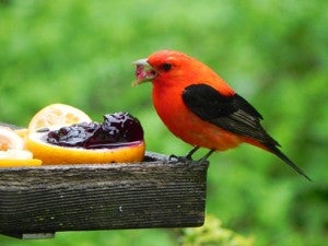 Photo of a scarlet tanager eating grape jelly by Al Batt.