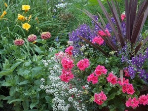Carol Hegel Lang took this photo of daylilies, zinnias and salvia. In the container are alyssum, ivy geraniums, angelonia and dracena.