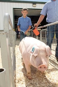 Presenters and pigs will once again will be coming into Austin for the National Barrow Show held at the Mower County Fairgrounds starting Sunday. --File photo