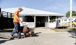 T.J. Hanson of Lake Mills herds a pig off a trailer Saturday morning as Hanson and his dad Mike Hanson set up for this year’s National Barrow Show. The event was held in Austin. -- Eric Johnson/Albert Lea Tribune