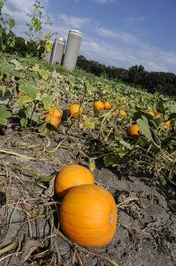 Farmer John’s Pumpkin Patch has its 25th anniversary this year. -- Eric Johnson/Albert Lea Tribune