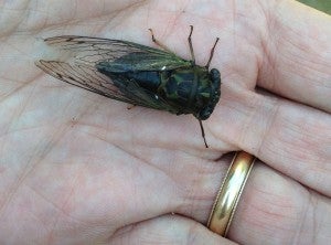 Photo of a cicada by Gail Batt.