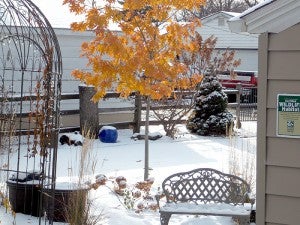 The first snowfall on Veterans Day and a red oak tree still holding on to its leaves. --Carol Hegel Lang/Albert Lea Tribune