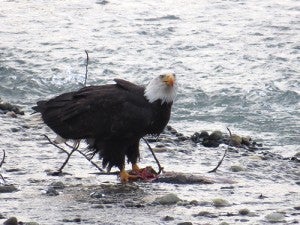 Photo of an eagle and its prey by Al Batt.