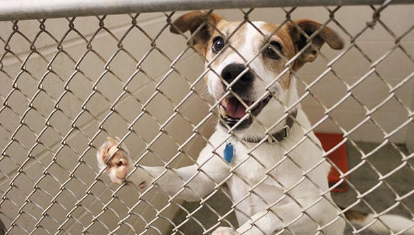 Milo, a Jack Russell terrier, seems to smile from his cage at the Freeborn County Humane Society on Tuesday. He is one of 13 dogs seized from 104 S. First Ave. in Albert Lea last week. -- Sarah Stultz/ Albert Lea Tribune