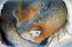 Gray fox by Al Batt.