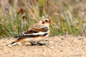 Snow bunting by Darcy Sime of Alden.
