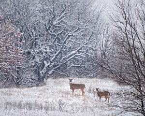 This image of two deer in fresh snow at Myre-Big Island State Park won the Albert Lea-Freeborn County Chamber of Commerce’s 2013 ornament contest. Alden resident Darcy Sime took the photograph. 