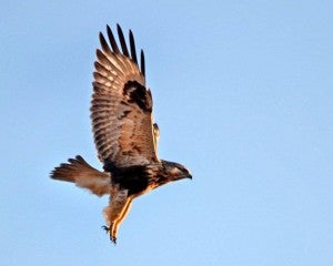 A Rough-legged hawk soars through the air. -- Photo by Darcy Sime