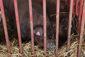Two pigs sit in the barn at the Freeborn County Fairgrounds on Thursday. -- Tiffany Krupke/Albert Lea Tribune 