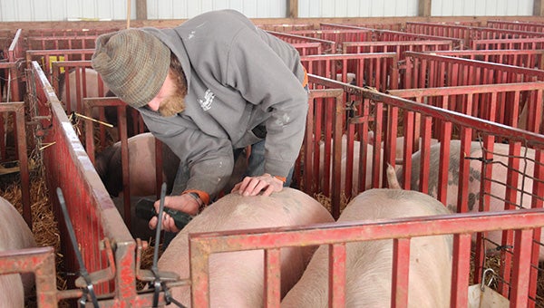 A man readied his entries in the barn at the fairgrounds. The Minnesota State Spring Barrow show is today at 8 a.m. -- Tiffany Krupke/Albert Lea Tribune