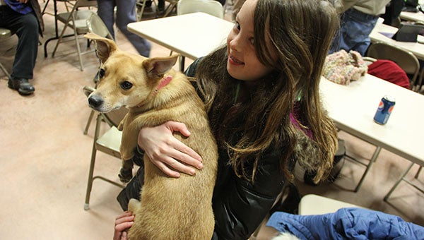 Evelyn Ocel, 10, holds a Chihuahua-terrier mix Thursday at the Kensett Community Center. She and other evacuees with pets were taken to Kensett City Hall. -- Tim Engstrom/Albert Lea Tribune