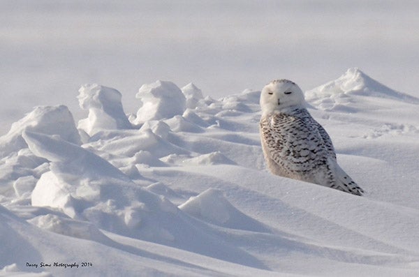 Snowy owl by Darcy Sime of Alden --Submitted