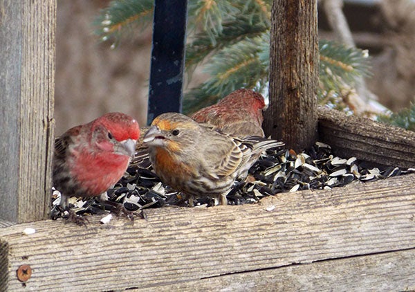 House finches by Carol Lang of Albert Lea