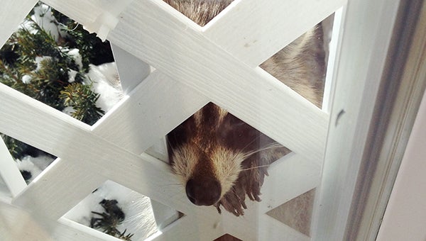 Sharon Hansen took this photo of a raccoon sticking its nose through the fencing of her porch at Village Cooperative of Albert Lea March 2. To enter the weekly photo contest, submit up to two photos with captions that you took by Thursday each week. Send them to colleen.harrison@albertleatribune.com, mail them in or drop off a print at the Tribune office. The winner is printed in the Albert Lea Tribune and AlbertLeaTribune.com each Sunday. If you have questions, call Colleen Harrison at 379-3436. -- Submitted