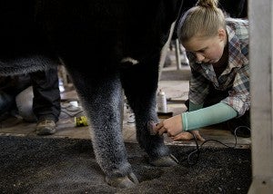 Emily Thorson readies her cow, Savannah, for show Saturday. It’s routine at cattle shows to paint parts of the cow, such as the legs and underside of the stomach, white to make them appear thicker. – Colleen Harrison/Albert Lea Tribune