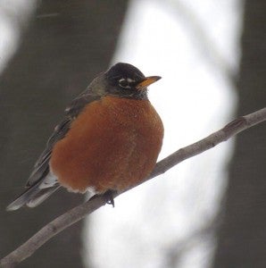 A large robin perches on a branch. – Al Batt