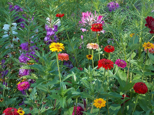 Zinnia, cosmos, balsam and coreopsis bloom in this August photo of Carol Lang’s cottage garden. – Carol Lang