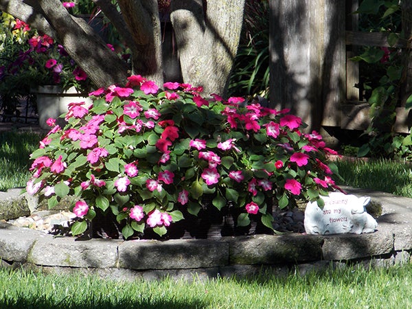 Bedding impatiens, pictured in one of Carol Lang’s gardens, were devastated by a powdery mildew virus in 2013.  – Carol Lang